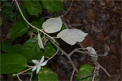 Pterospermum canescens